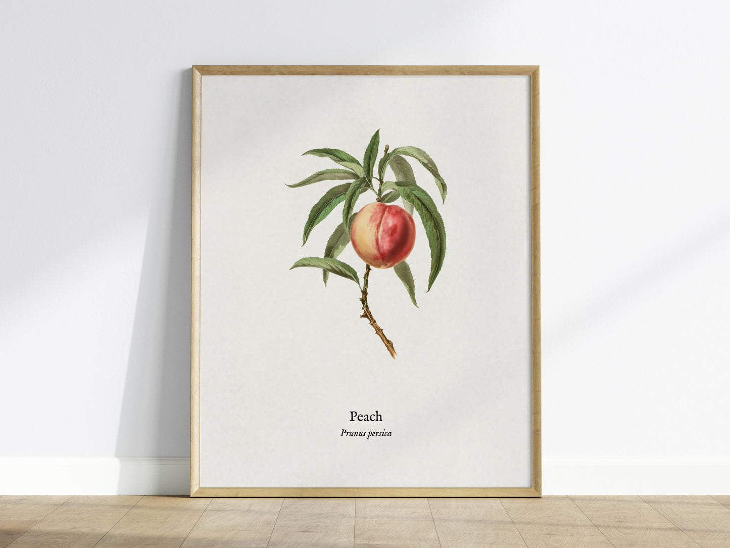 Peach Poster | Prunus persica Vintage Botanical Illustration Pen and Ink Print — framed wall art