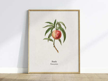 Peach Poster | Prunus persica Vintage Botanical Illustration Pen and Ink Print — framed wall art