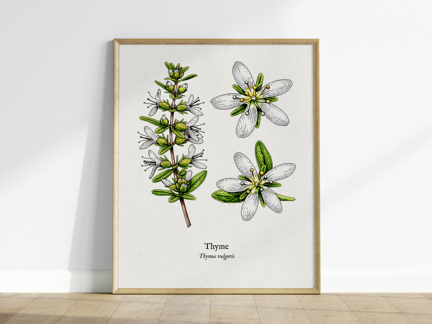 Thyme Poster | Vintage Thymus vulgaris Botanical Illustration Wall Art — framed wall art