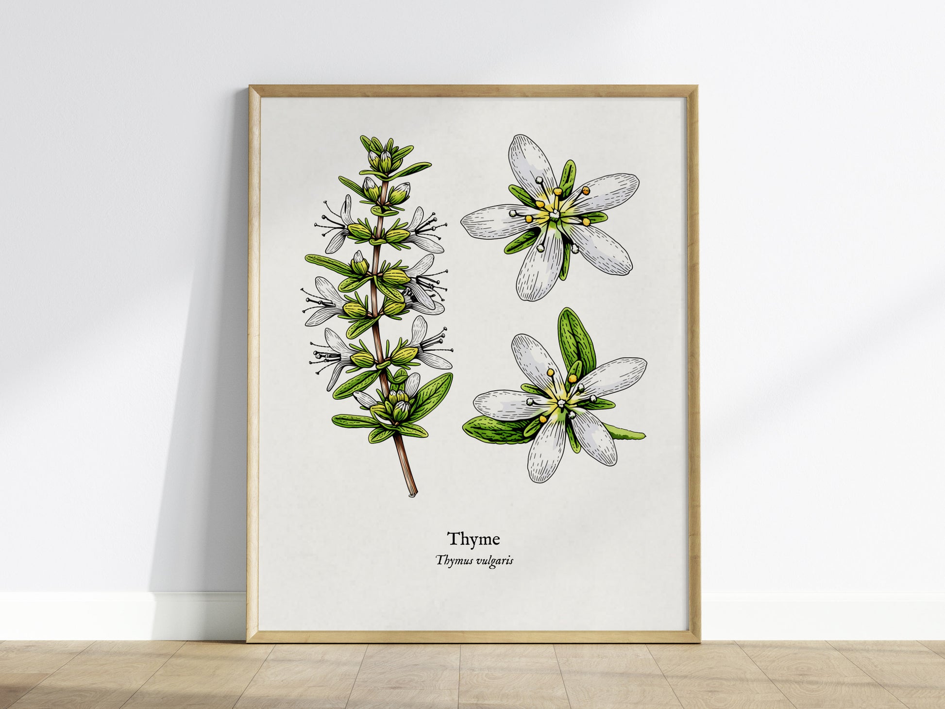 Thyme Poster | Vintage Thymus vulgaris Botanical Illustration Wall Art — framed wall art