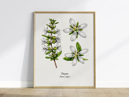 Thyme Poster | Vintage Thymus vulgaris Botanical Illustration Wall Art — framed wall art