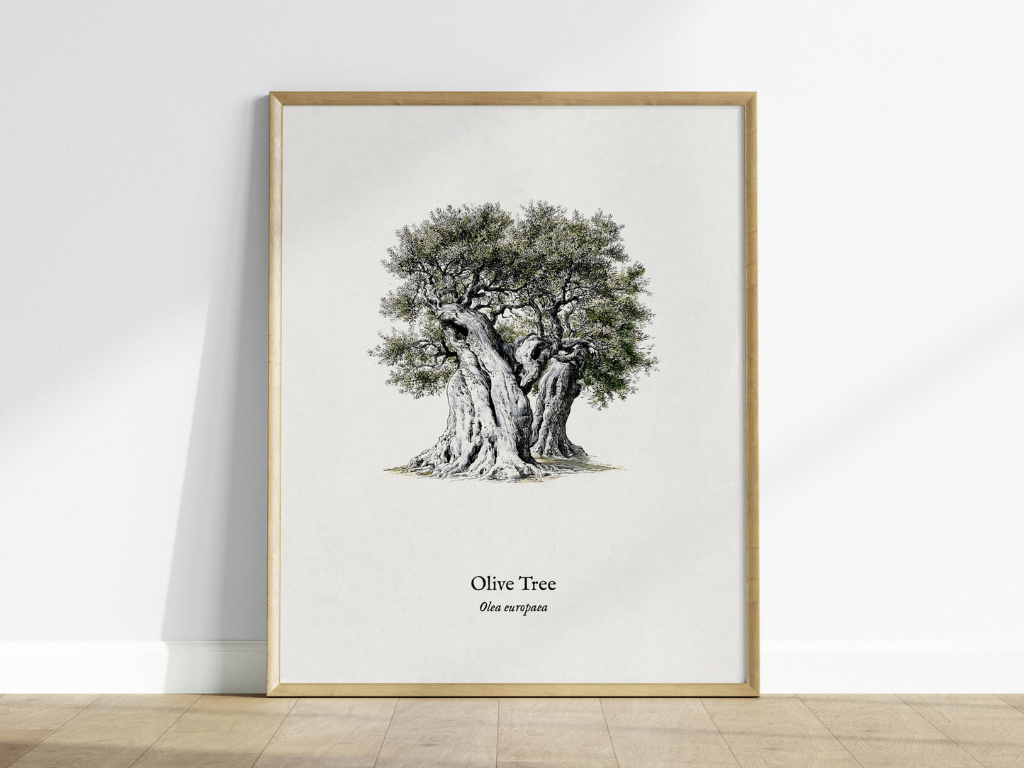 Olive Tree Poster | Vintage Olea europaea Botanical Illustration Wall Art — framed wall art