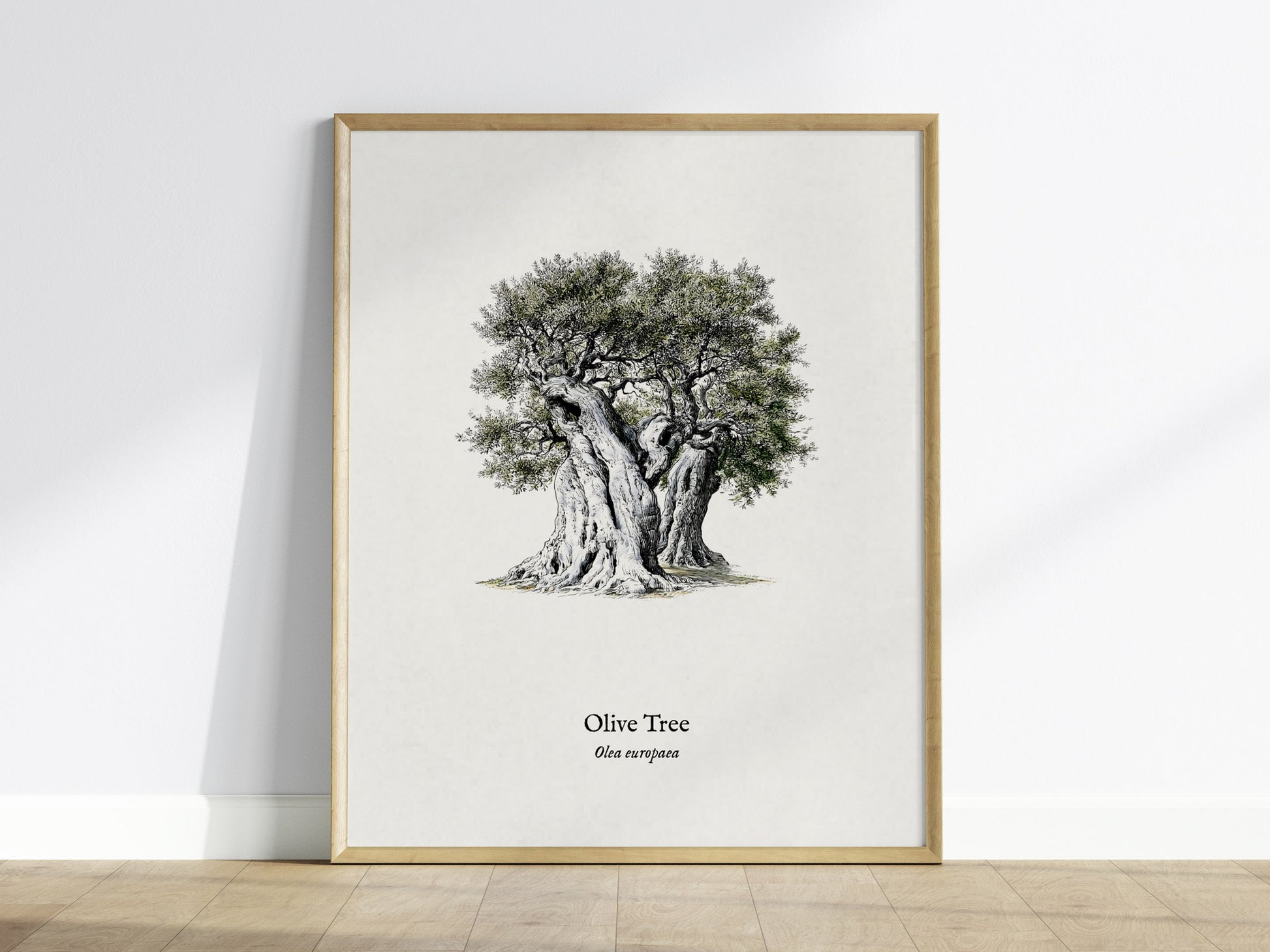 Olive Tree Poster | Vintage Olea europaea Botanical Illustration Wall Art — framed wall art