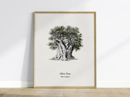 Olive Tree Poster | Vintage Olea europaea Botanical Illustration Wall Art — framed wall art