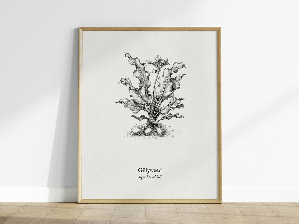 Gillyweed Poster | Algae Branchialis Pen and Ink Print Vintage Scientific Illustration — framed wall art