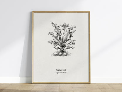 Gillyweed Poster | Algae Branchialis Pen and Ink Print Vintage Scientific Illustration — framed wall art