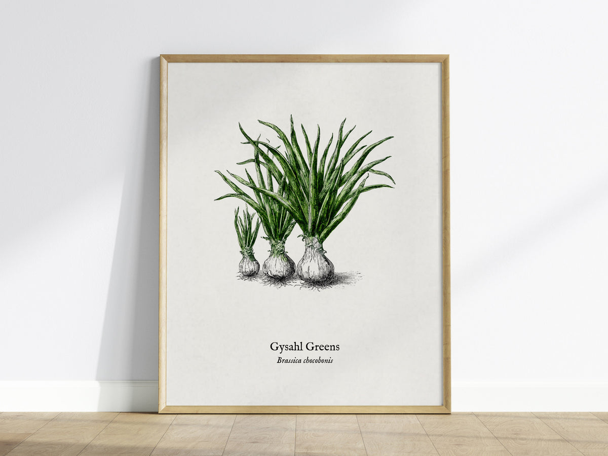 Gysahl Greens Poster | Brassica chocobonis Pen and Ink Print Vintage Botanical Illustration — framed wall art