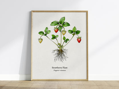 Strawberry Plant Poster | Vintage Fragaria × ananassa Botanical Illustration Wall Art — framed wall art
