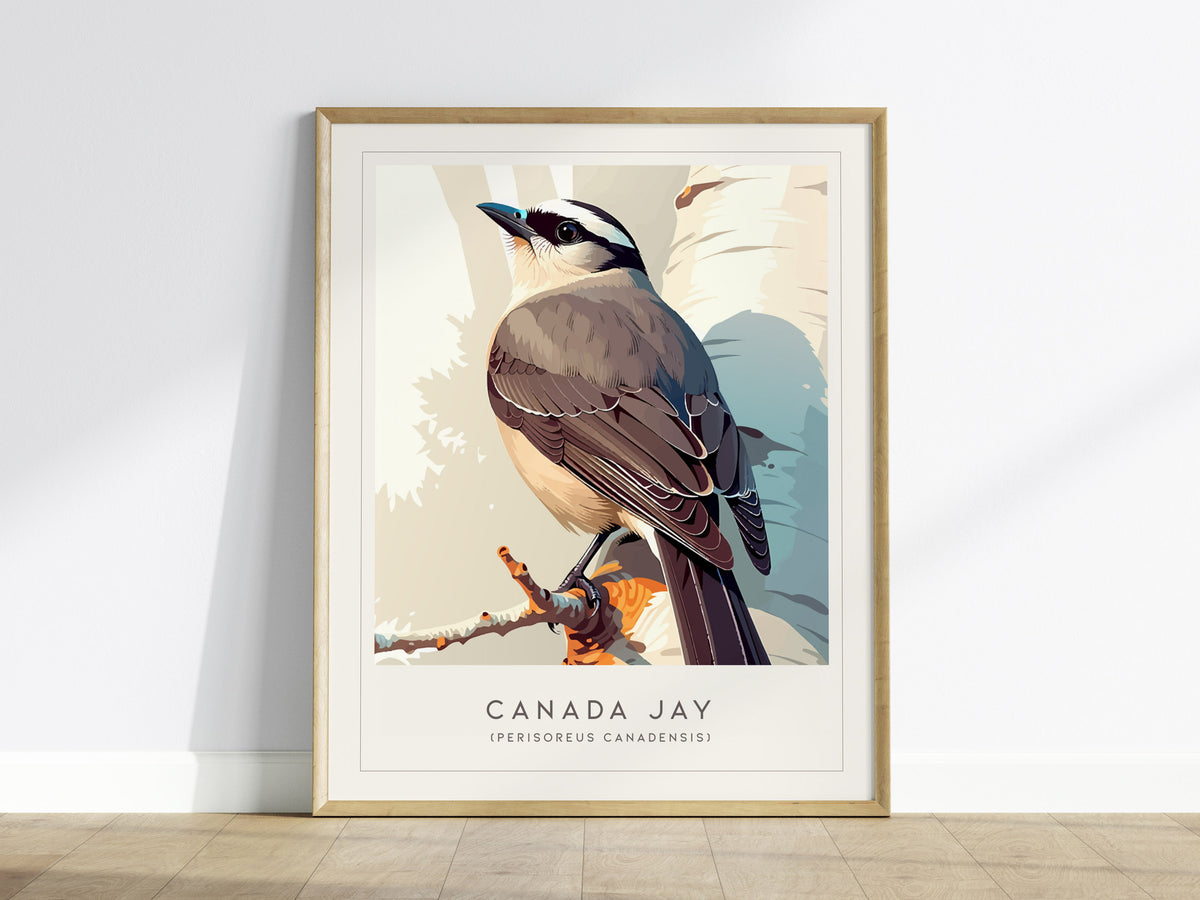 Canada Jay, Perisoreus canadensis Poster | Bold Boreal Bird Wall Art — framed wall art