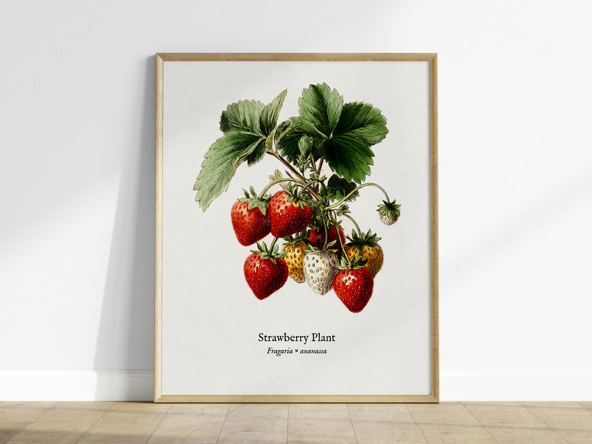 Strawberry Plant Poster | Vintage Fragaria × ananassa Botanical Illustration Wall Art — framed wall art