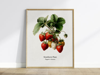 Strawberry Plant Poster | Vintage Fragaria × ananassa Botanical Illustration Wall Art — framed wall art
