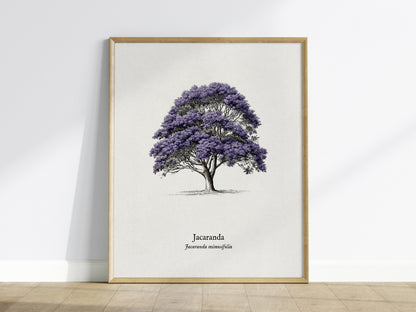 Jacaranda Poster | Vintage Jacaranda mimosifolia Botanical Illustration Wall Art — framed wall art