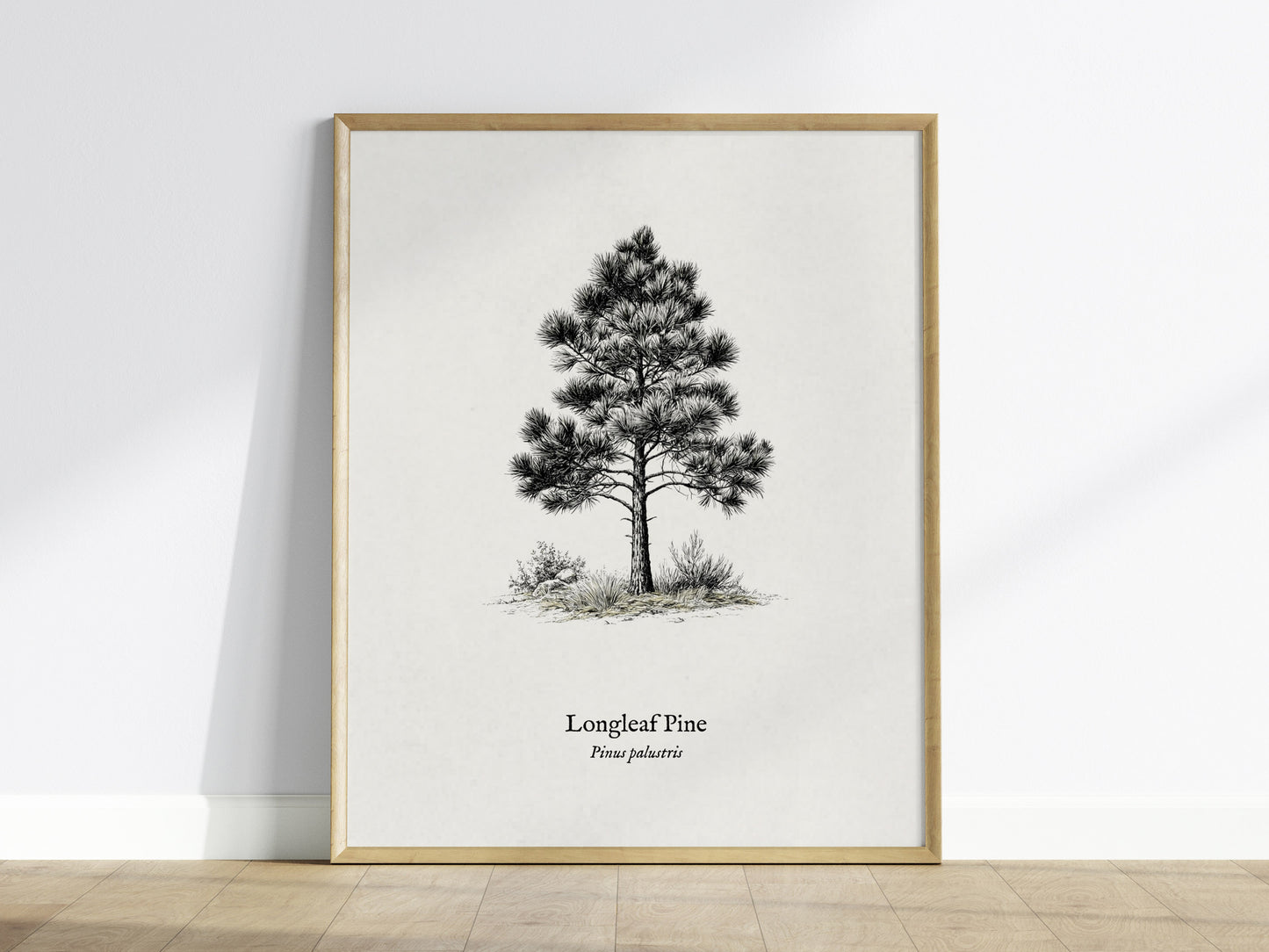 Longleaf Pine Poster | Pinus palustris Pen and Ink Print | Vintage Botanical Illustration Wall Art — framed wall art