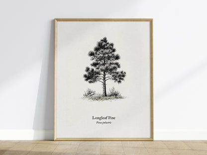 Longleaf Pine Poster | Pinus palustris Pen and Ink Print | Vintage Botanical Illustration Wall Art — framed wall art