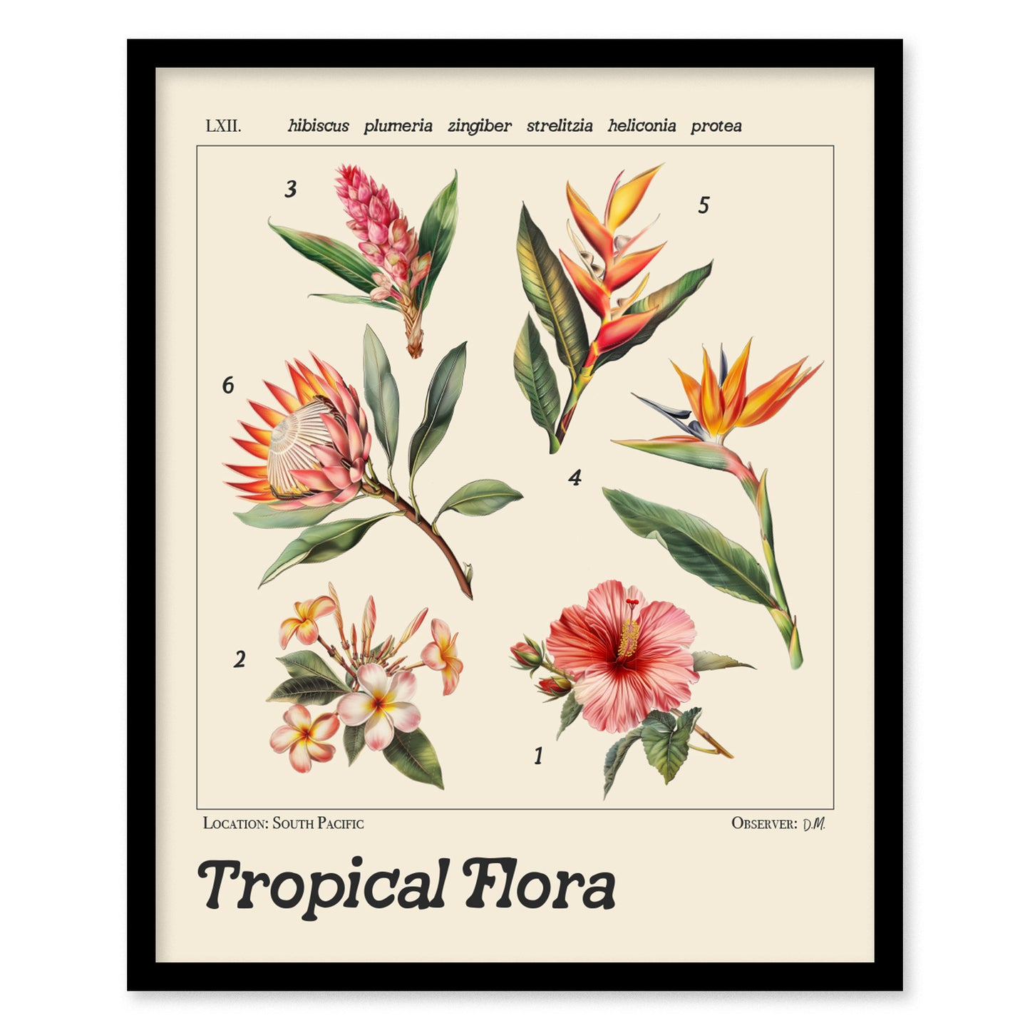 Framed botanical illustration poster featuring six tropical flowers: hibiscus, plumeria, zingiber, strelitzia, heliconia, and protea, labeled with Latin names. Text reads Tropical Flora and Location: South Pacific.