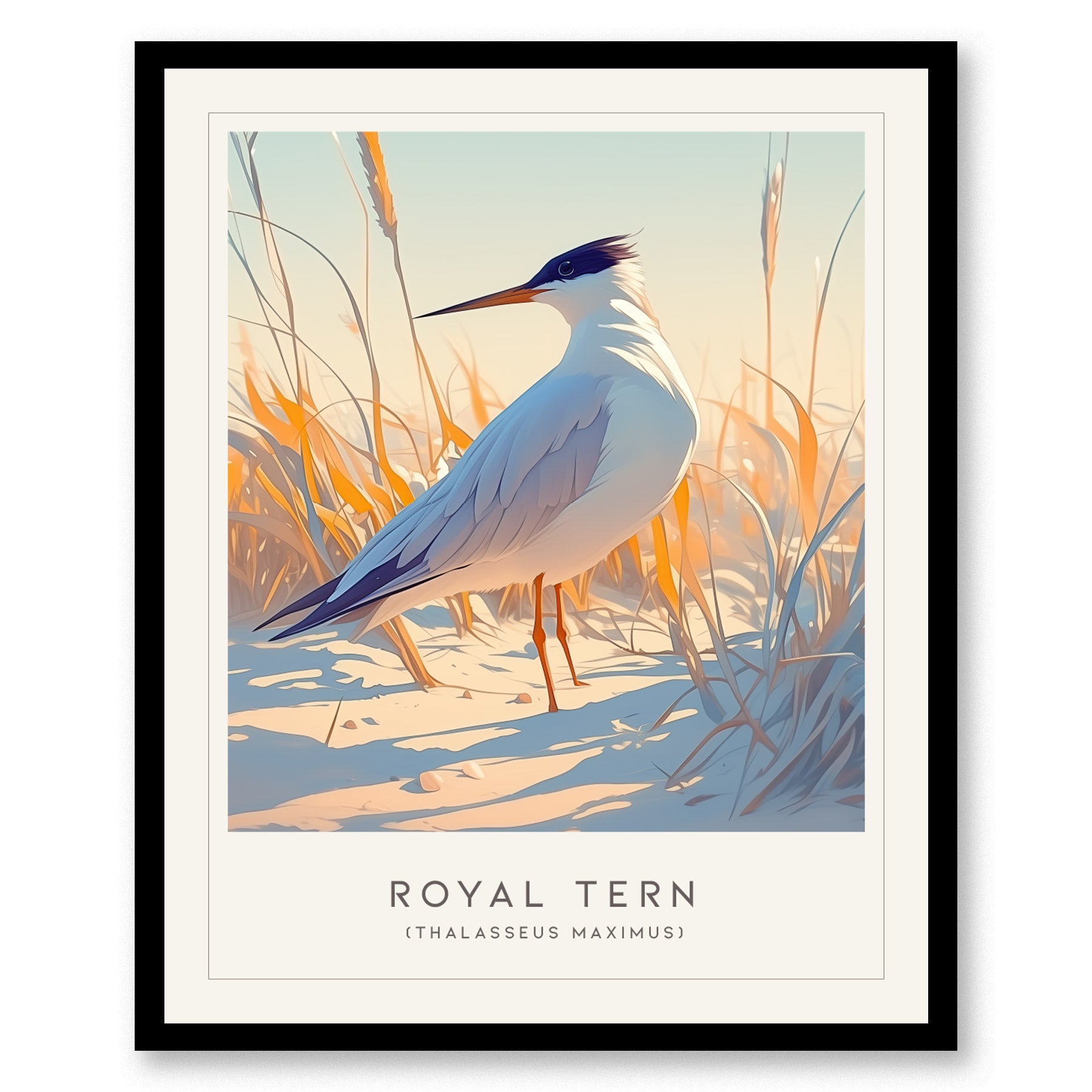 Royal Tern Poster | Beach Bird Art Coastal Decor | Birdwatching Gift