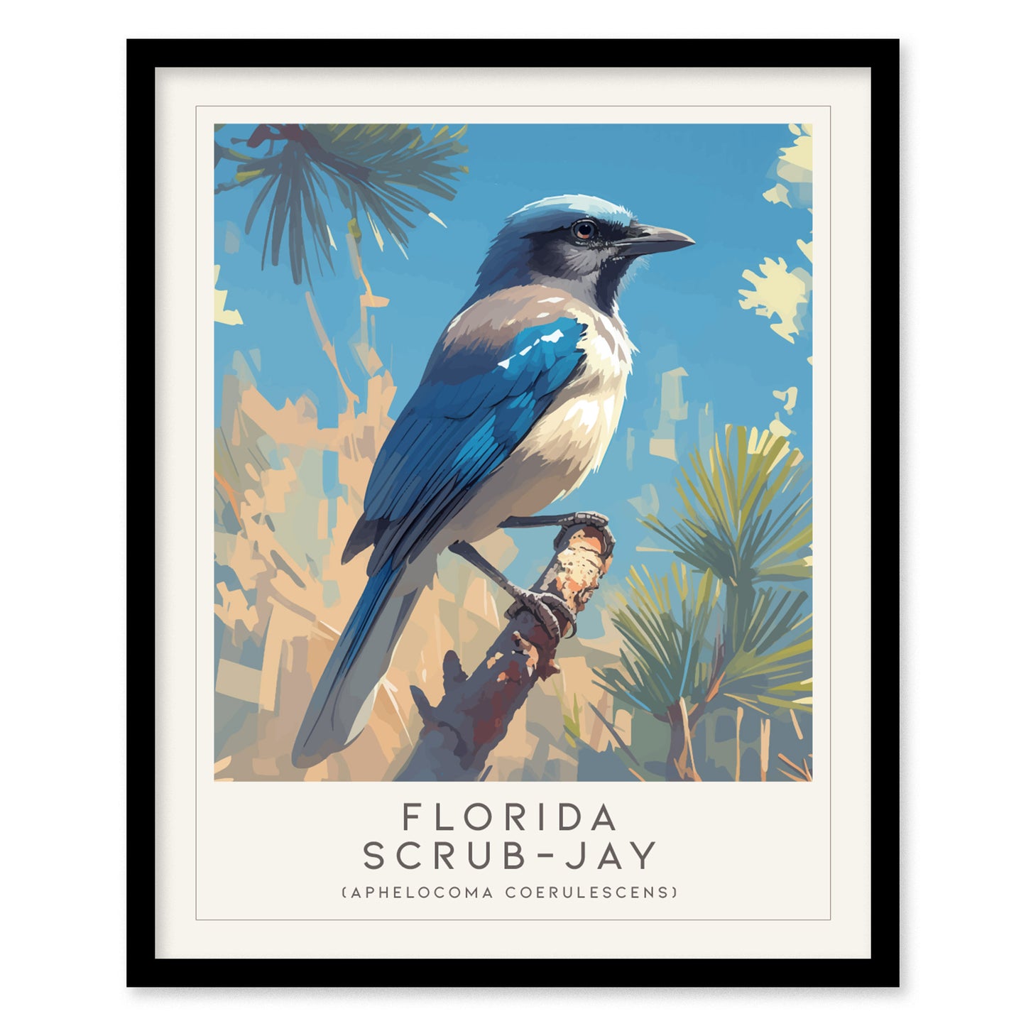 Florida Scrub Jay Poster | Audubon Bird Print Wall Art | Framed or Unframed