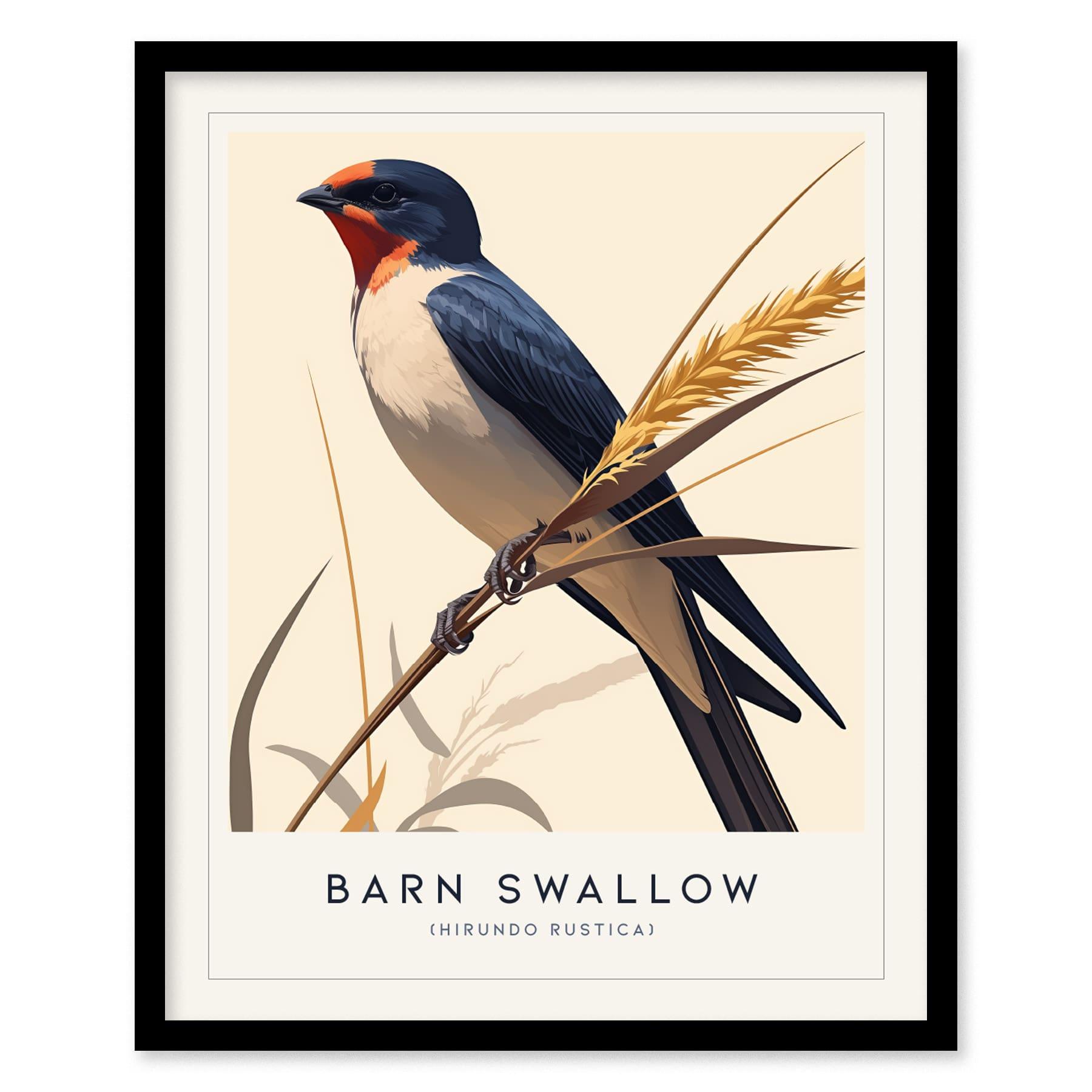 Barn Swallow Bird Framed Poster | Graceful Flight Audubon Fine Art | Cottagecore Wildlife Modern Design Print | Farm House Wall Decor - Swell Scenes