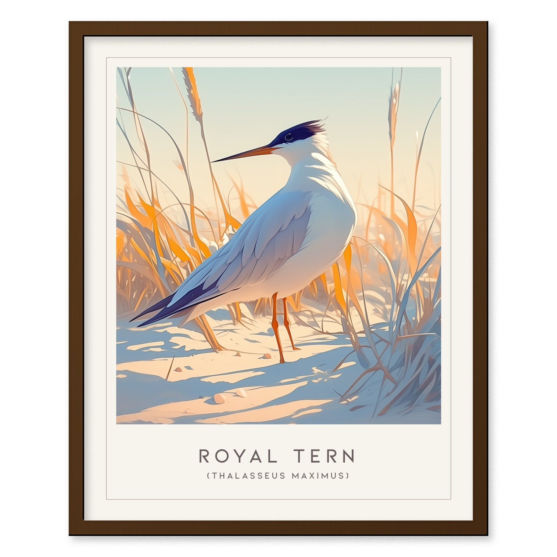 Royal Tern Poster | Beach Bird Art Coastal Decor | Birdwatching Gift