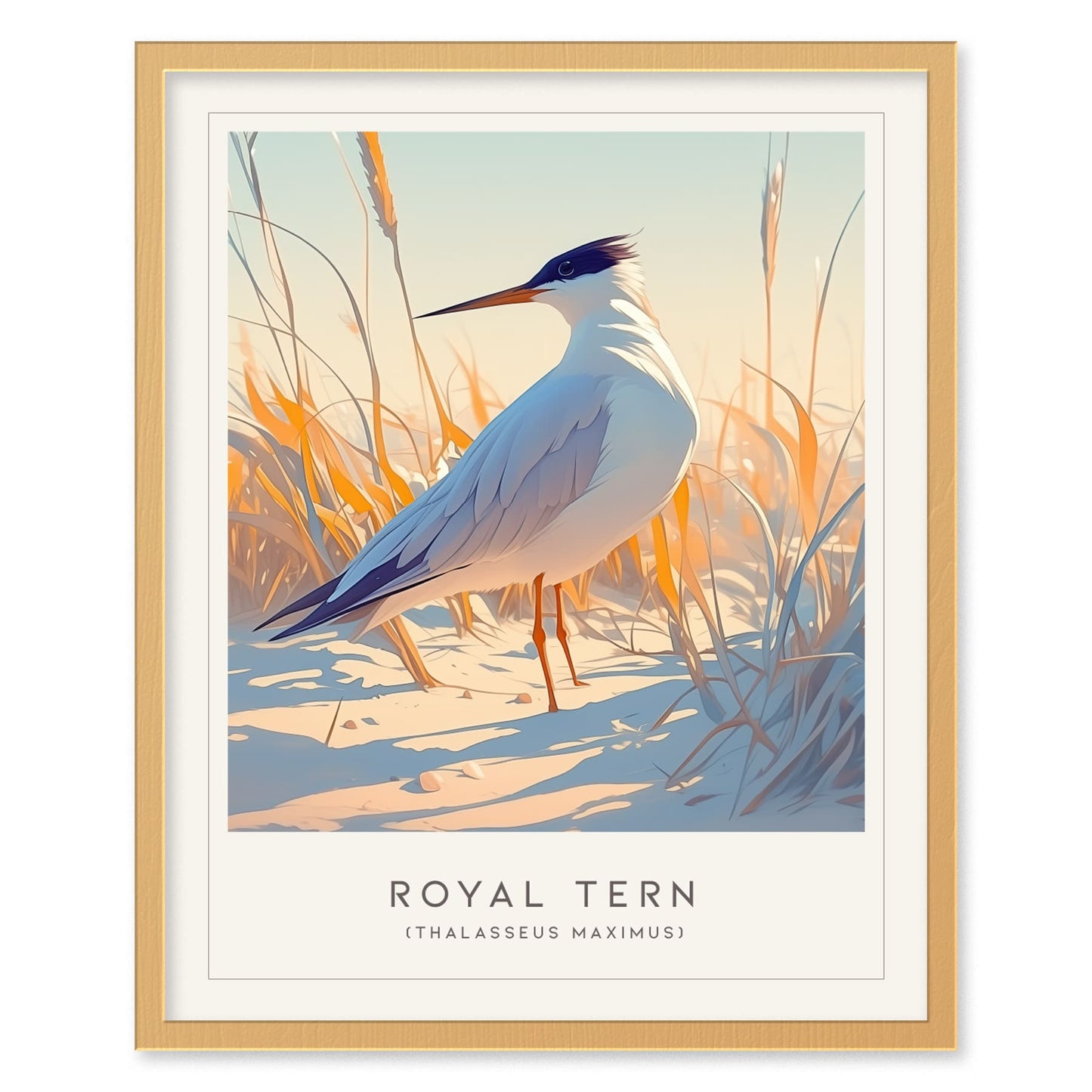 Royal Tern Framed Poster | Beach Bird Lover Modern Wall Art | Audubon Tropical Nature Print | Coastal Cottage Decor