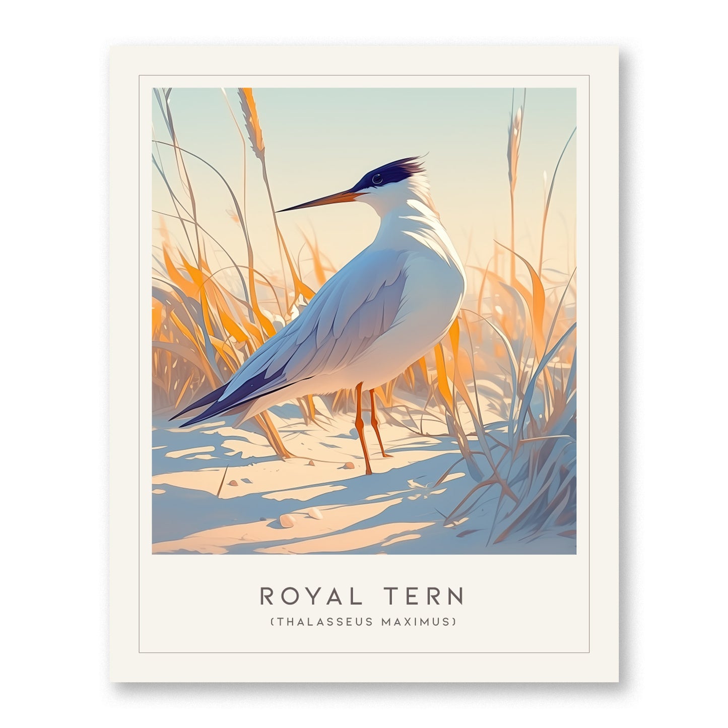 Royal Tern Poster | Beach Bird Art Coastal Decor | Birdwatching Gift