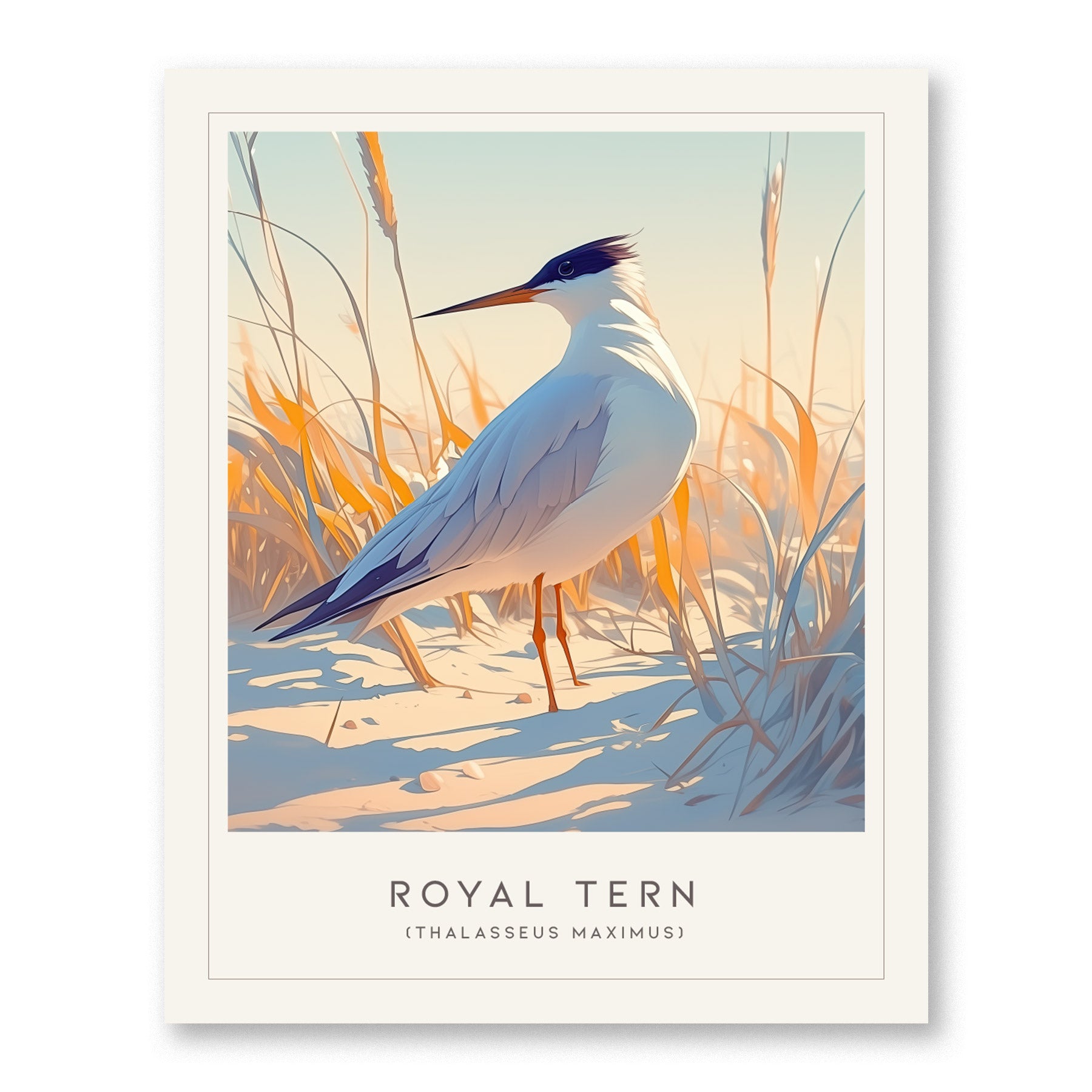Royal Tern Poster | Beach Bird Art Coastal Decor | Birdwatching Gift