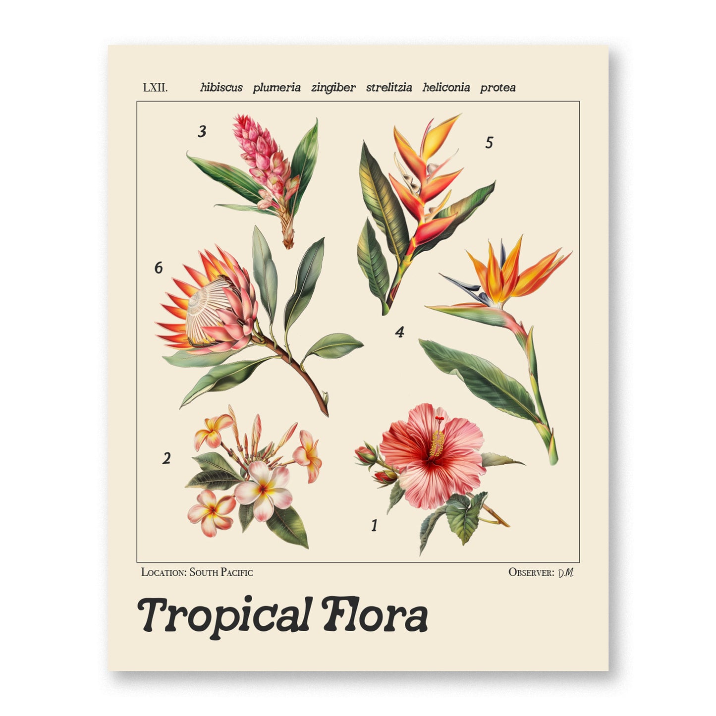 Botanical illustration poster featuring six tropical flowers: hibiscus, plumeria, zingiber, strelitzia, heliconia, and protea. Each flower is detailed with Latin names and vibrant colors.