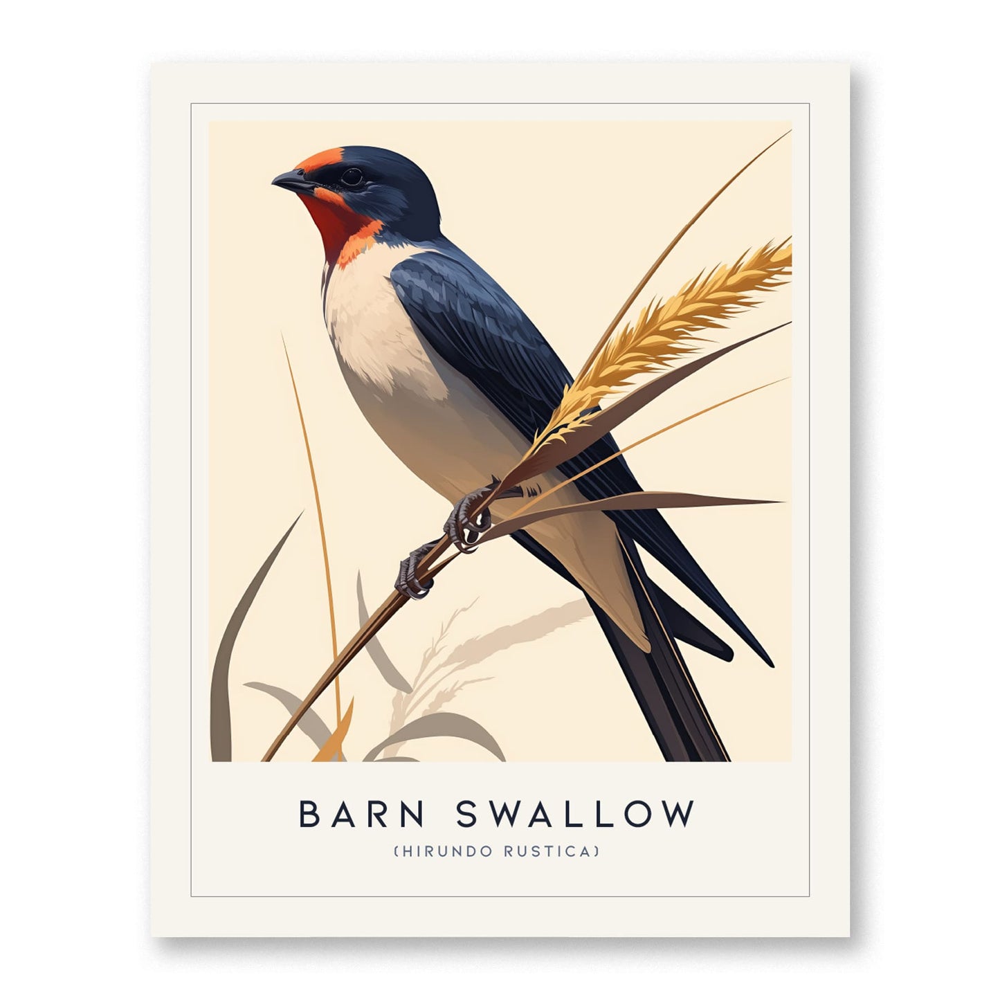 Barn Swallow Bird Framed Poster | Graceful Flight Audubon Fine Art | Cottagecore Wildlife Modern Design Print | Farm House Wall Decor