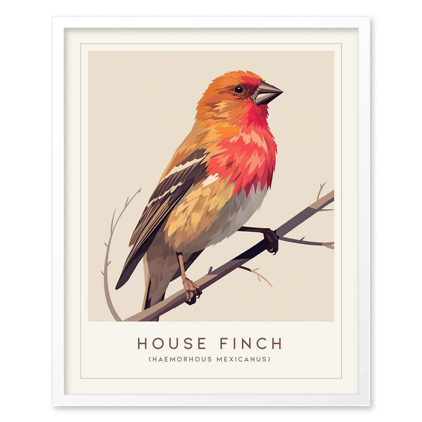 House Finch Framed Poster | Vibrant Bird Illustration Print | National Audubon Wildlife Wall Art | Bird Watcher Nature Lover Farm House Cottagecore Decor