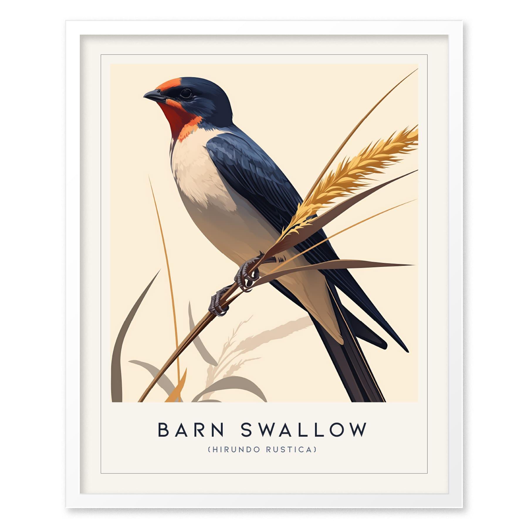 Barn Swallow Bird Framed Poster | Graceful Flight Audubon Fine Art | Cottagecore Wildlife Modern Design Print | Farm House Wall Decor - Swell Scenes