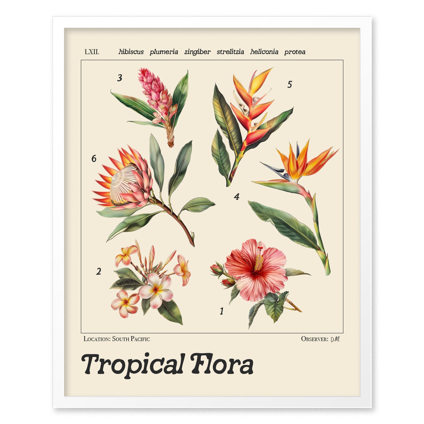 A vintage-style botanical illustration poster featuring six tropical flowers, including hibiscus, plumeria, and bird of paradise, with detailed Latin names on a beige background.