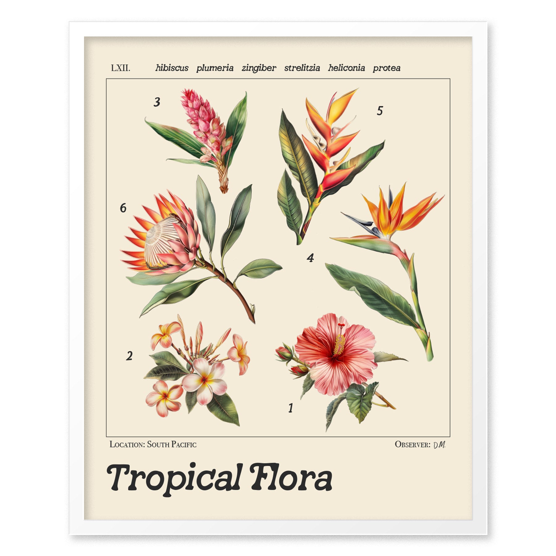 A vintage-style botanical illustration poster featuring six tropical flowers, including hibiscus, plumeria, and bird of paradise, with detailed Latin names on a beige background.