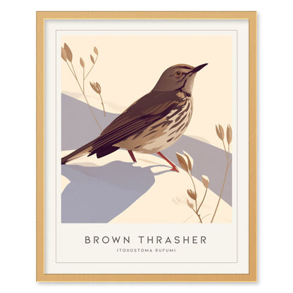 Brown Thrasher Songbird Modern Framed Poster | Minimalist Bird Illustration Wall Art | Nature Lover Farm House Cottagecore Home Decor Print