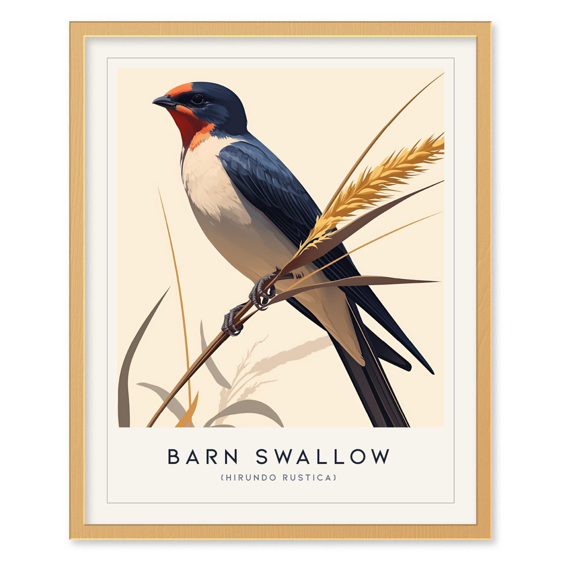 Barn Swallow Bird Framed Poster | Graceful Flight Audubon Fine Art | Cottagecore Wildlife Modern Design Print | Farm House Wall Decor - Swell Scenes