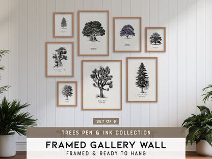 Trees Pen & Ink Gallery Wall | Great Basin Bristlecone Pine | Set of 8 Framed Prints