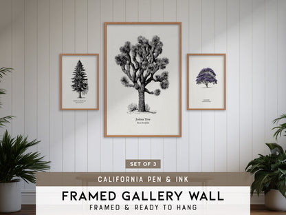 California Pen & Ink Gallery Wall | Joshua Tree & California Redwood | Set of 3 Framed Prints