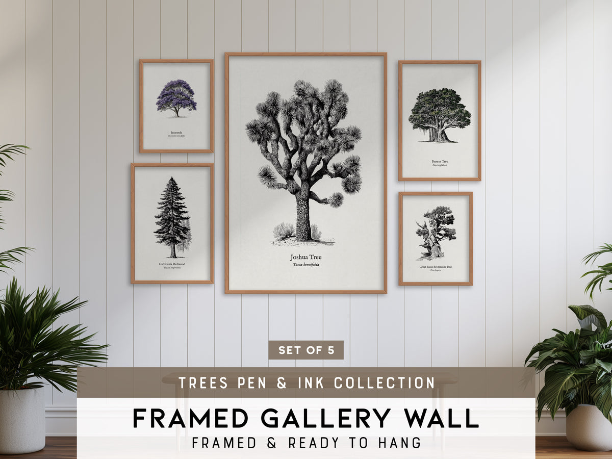 Trees Pen & Ink Gallery Wall | California Redwood & Jacaranda | Set of 5 Framed Prints