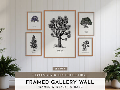 Trees Pen & Ink Gallery Wall | California Redwood & Jacaranda | Set of 5 Framed Prints