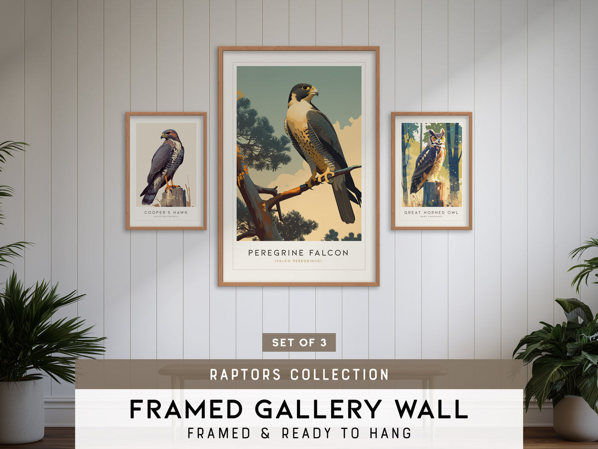 Birds of Prey - Raptors Gallery Wall | Peregrine Falcon | Set of 3 Framed Bird Prints