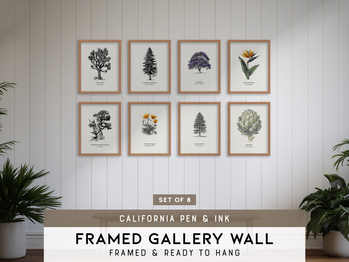 California Pen & Ink Gallery Wall | California Poppy | Set of 8 Matching Framed Prints