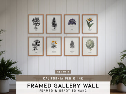 California Pen & Ink Gallery Wall | California Poppy | Set of 8 Matching Framed Prints