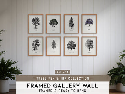 Trees Pen & Ink Gallery Wall | Ponderosa Pine | Set of 8 Matching Framed Prints