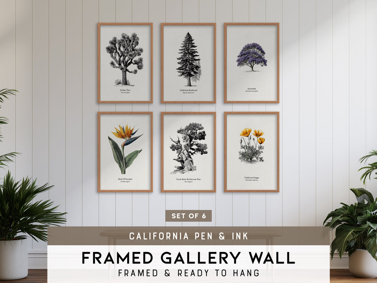 California Pen & Ink Gallery Wall | California Redwood | Set of 6 Matching Framed Prints