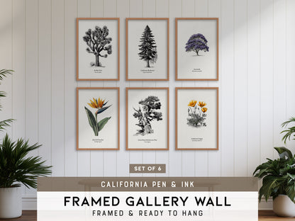 California Pen & Ink Gallery Wall | California Redwood | Set of 6 Matching Framed Prints