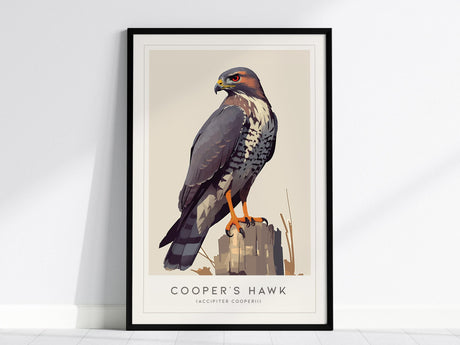 A framed print of a Coopers Hawk stands against a neutral background, showcasing its detailed feathers and intense gaze. The artwork highlights earthy tones and is labeled Coopers Hawk (Accipiter cooperii) at the bottom.