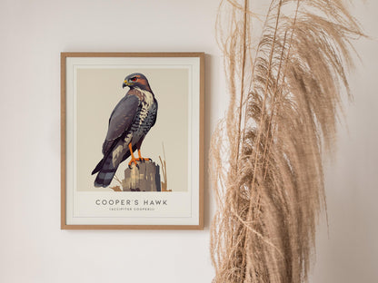 Cooper's Hawk Audubon Print | Bird Lover Modern Wildlife Wall Art | Framed or Unframed