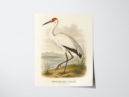 Illustration of a whooping crane on a beige background