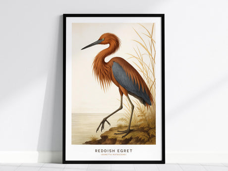 This poster features a Reddish Egret with vibrant rust-colored plumage and deep slate-blue wings, set against a natural background with reeds. Perfect wall art for bird enthusiasts.