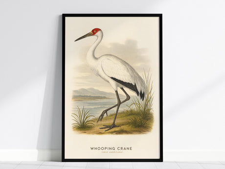 A framed poster of a whooping crane stands against a minimalist white wall, depicting the bird in a natural landscape with grass and water. This elegant wall art captures the grace of the crane in vintage style.