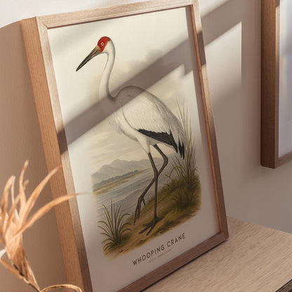 Audubon style Whooping Crane print displayed in traditional library or study with vintage natural history decor